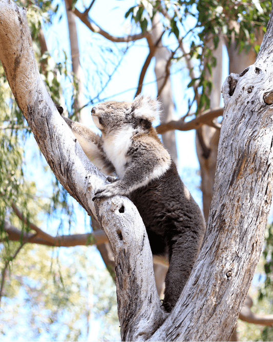 Sustainability at Maxine Noosa Jewellery - Maxine Noosa