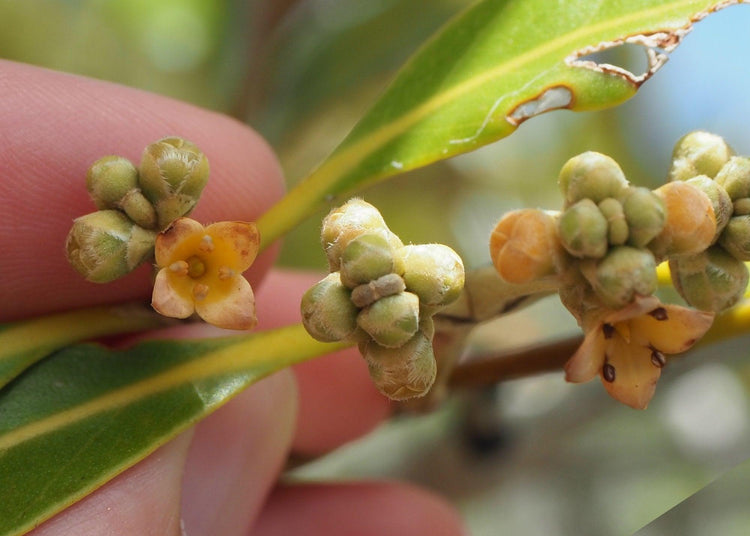 The Grey Mangrove Flower Collection - Maxine Noosa