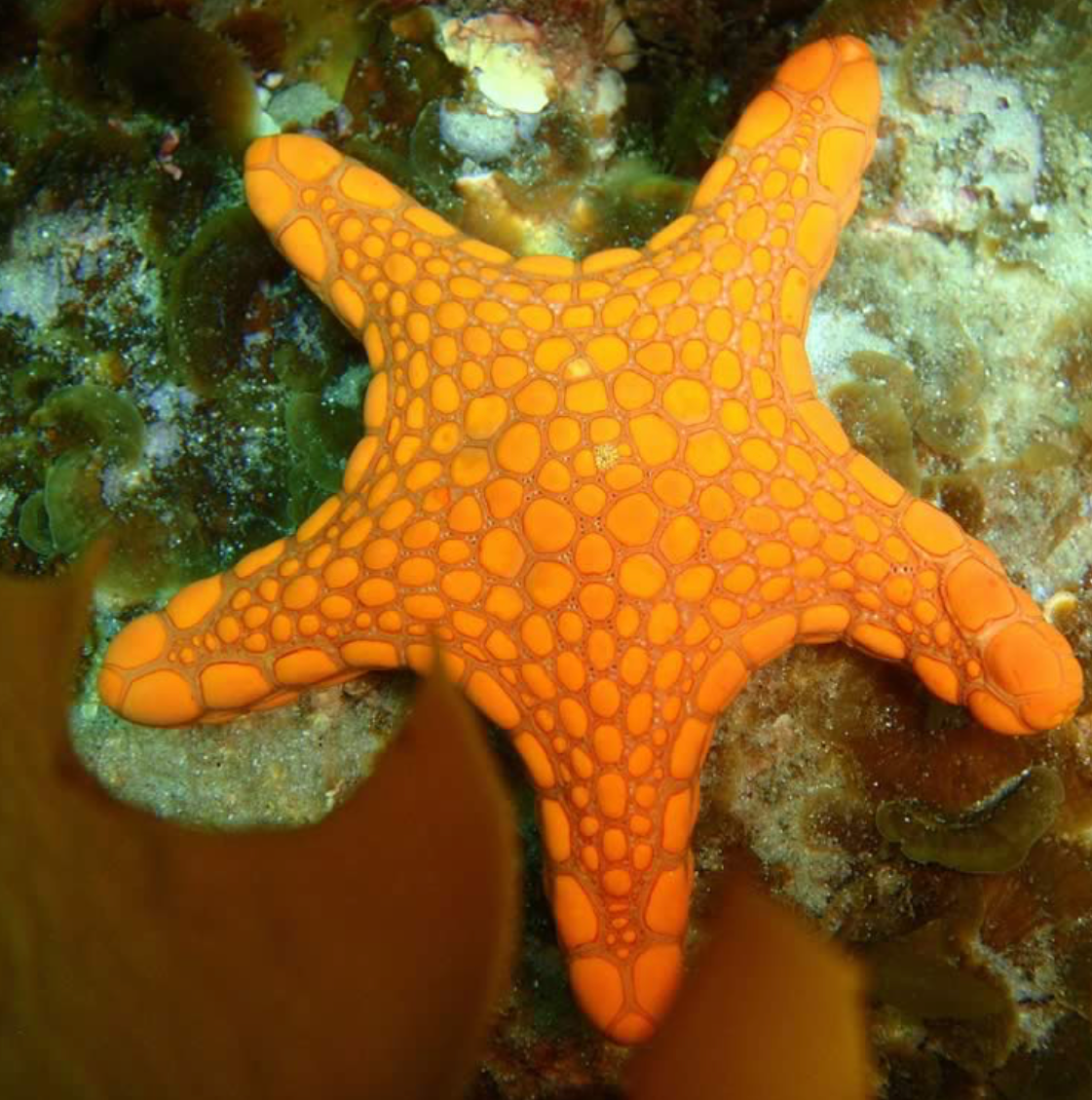 Yellow Gold Star Fish Necklace