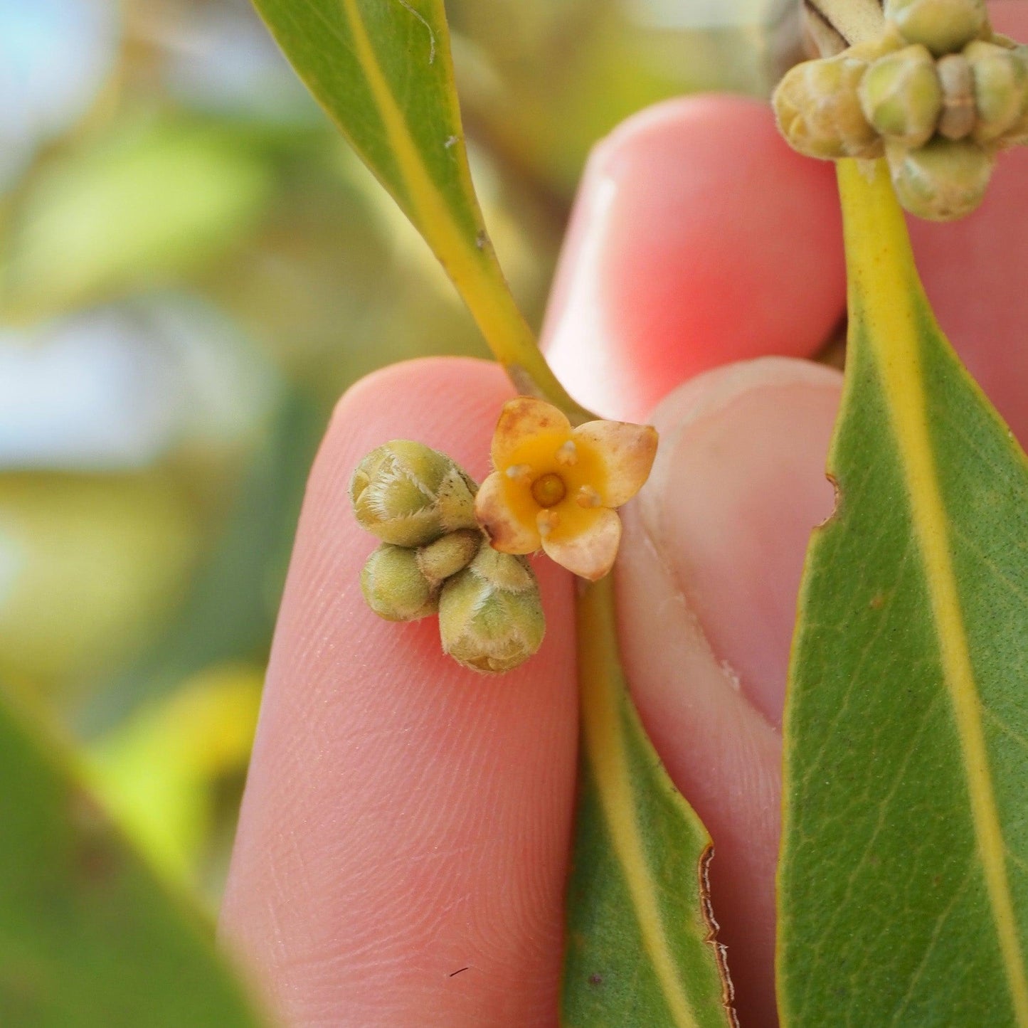 Grey Mangrove Flower Pendant - Maxine Noosa