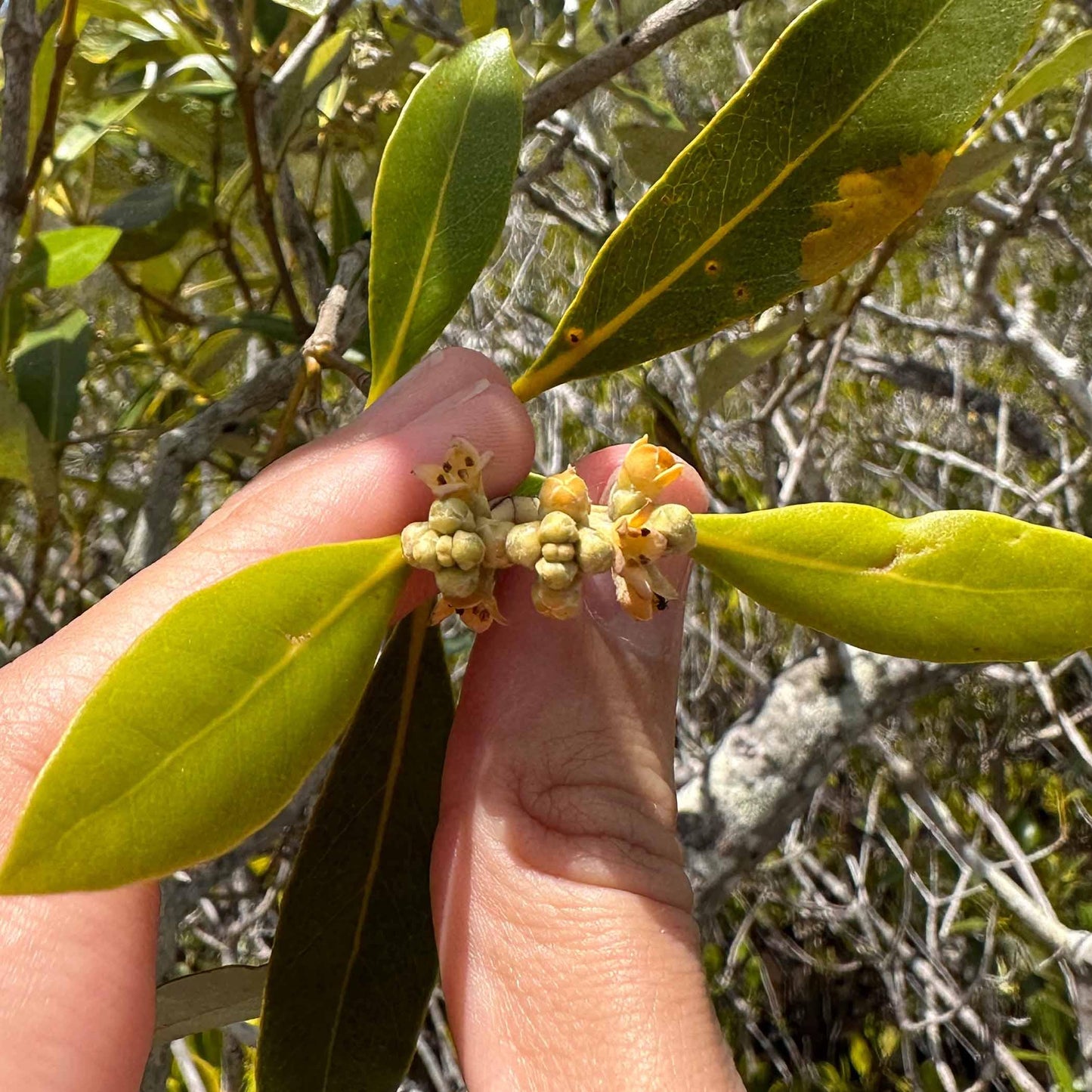 The Grey Mangrove Wreath Ring - Maxine Noosa