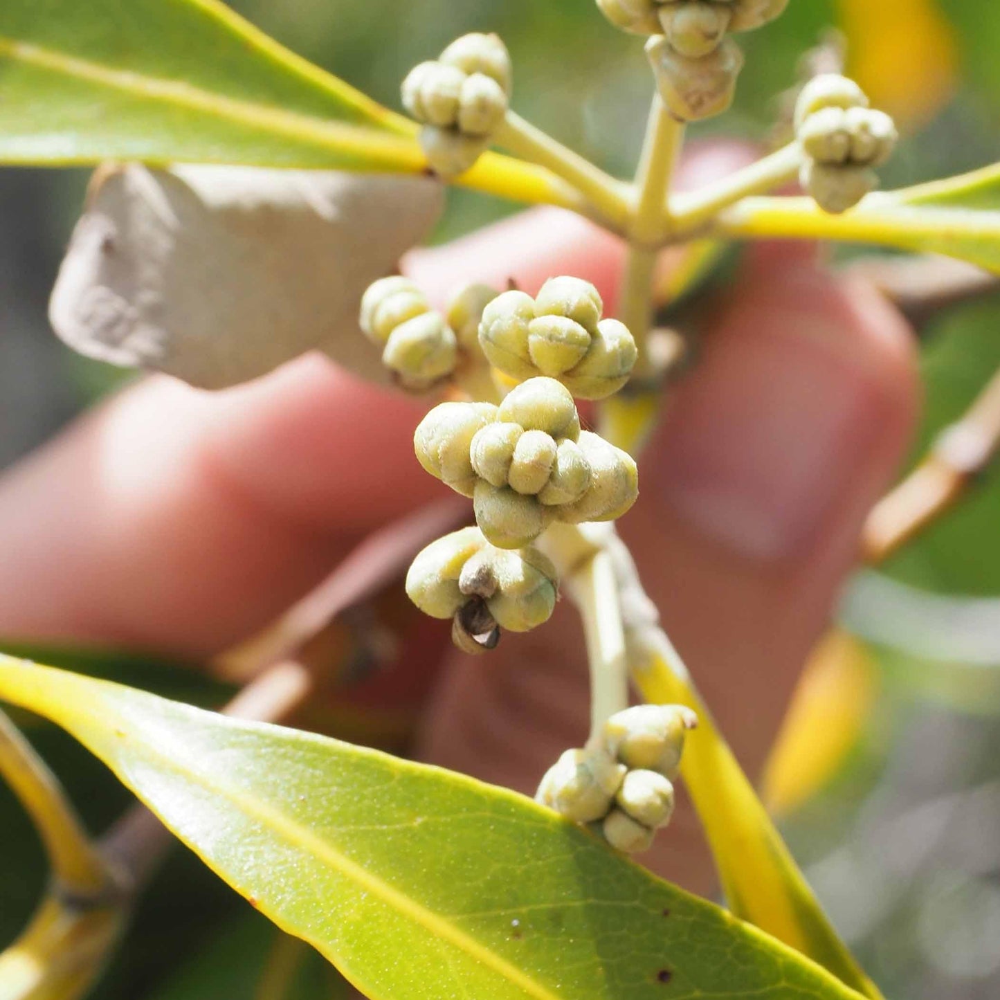 The Grey Mangrove Wreath Ring - Maxine Noosa
