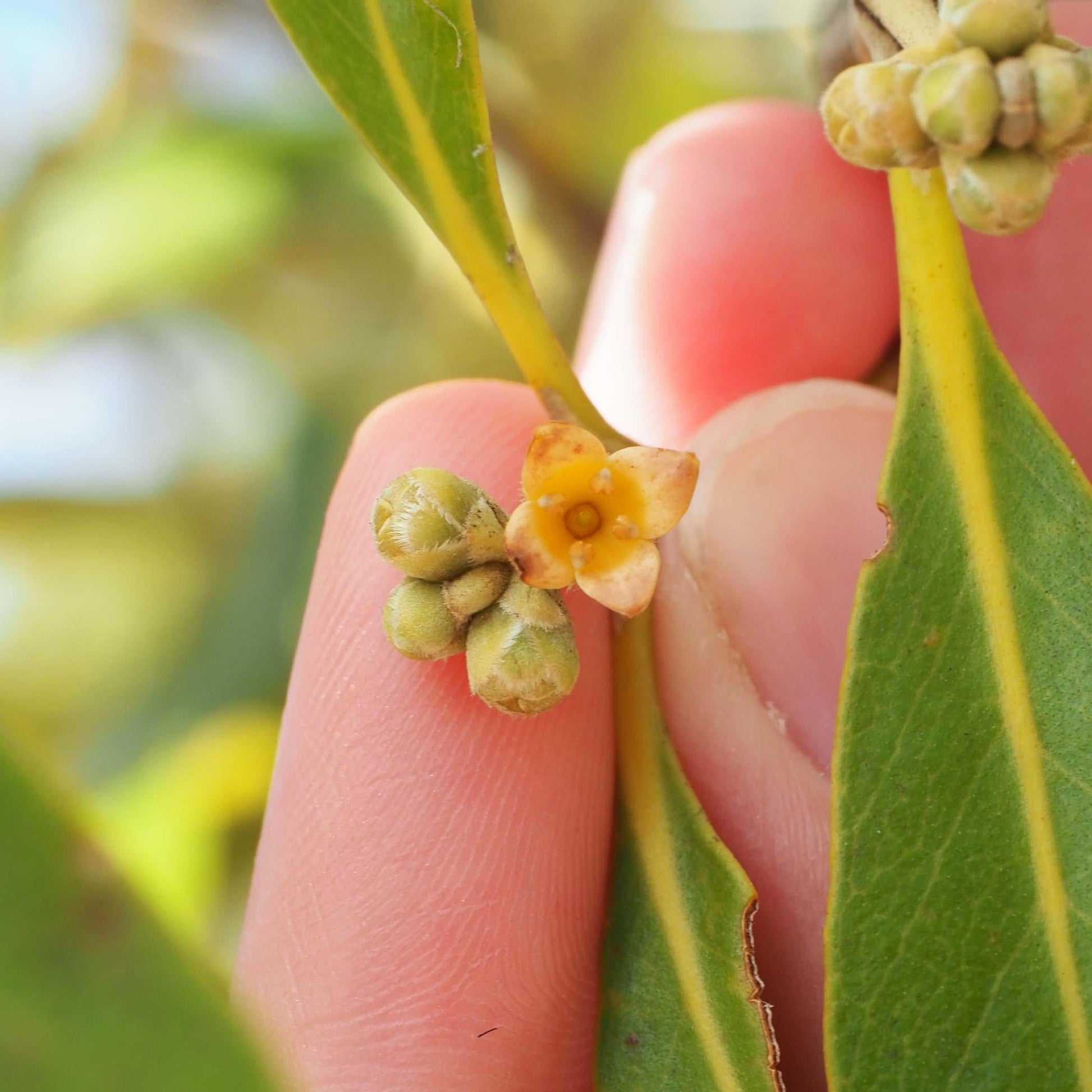 Grey Mangrove Flower Earrings - Maxine Noosa