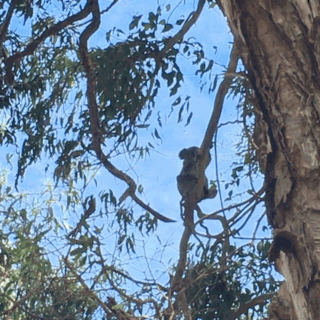 Tiny Koala Pendant on chord - Maxine Noosa